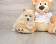 6 week old Pomeranian Puppy For Sale - Pilesgrove Pups