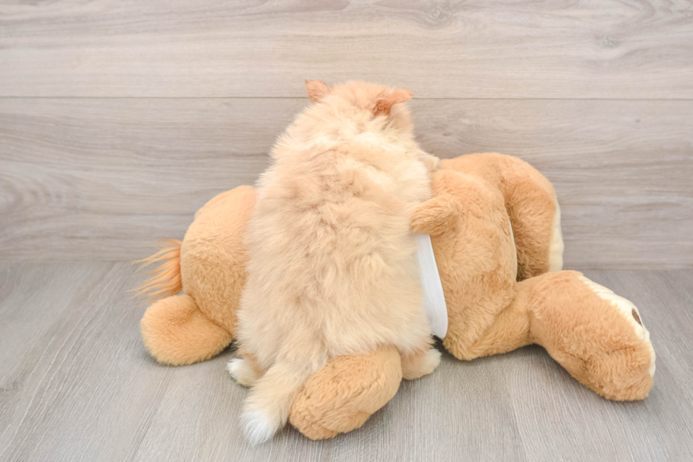 Pomeranian Pup Being Cute
