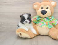 9 week old Pomeranian Puppy For Sale - Pilesgrove Pups
