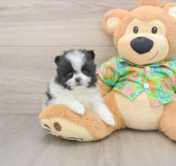 12 week old Pomeranian Puppy For Sale - Pilesgrove Pups