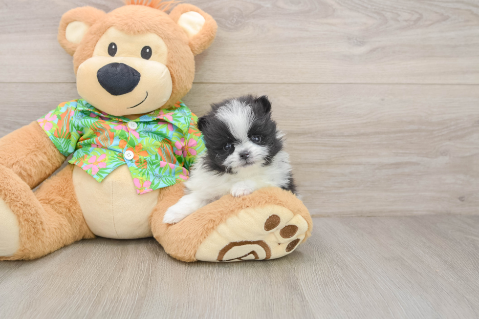 Pomeranian Puppy for Adoption