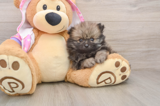 Playful Pomeranian Baby
