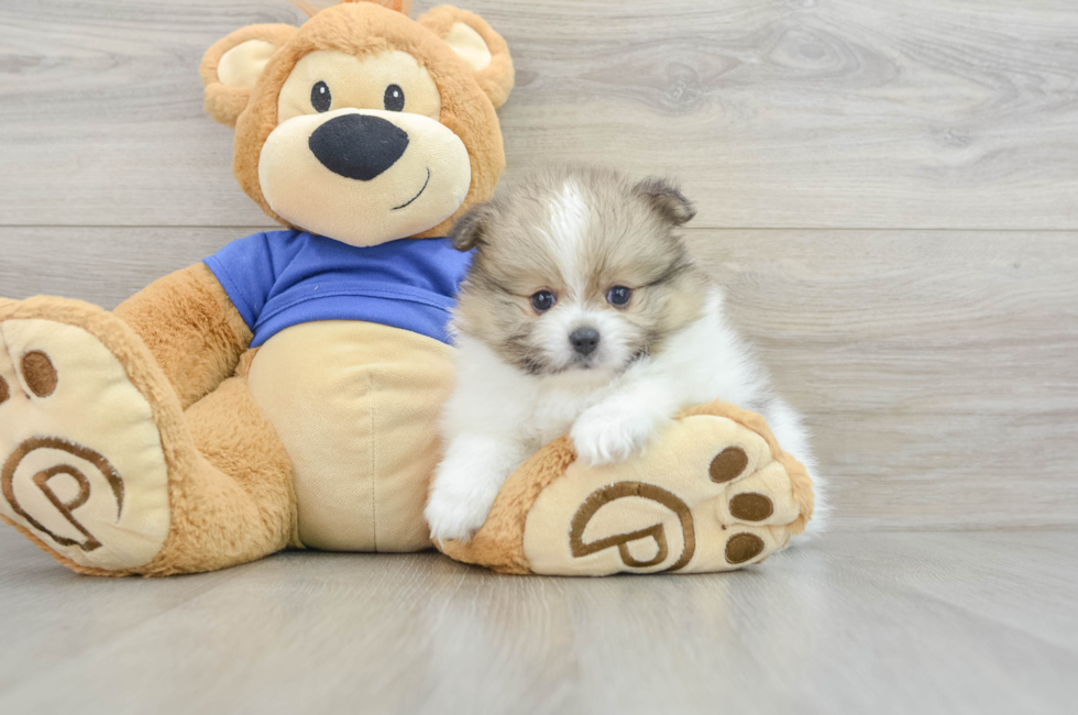 6 week old Pomeranian Puppy For Sale - Pilesgrove Pups