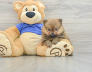 7 week old Pomeranian Puppy For Sale - Pilesgrove Pups