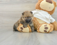 6 week old Pomeranian Puppy For Sale - Pilesgrove Pups