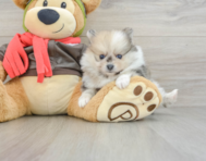 7 week old Pomeranian Puppy For Sale - Pilesgrove Pups