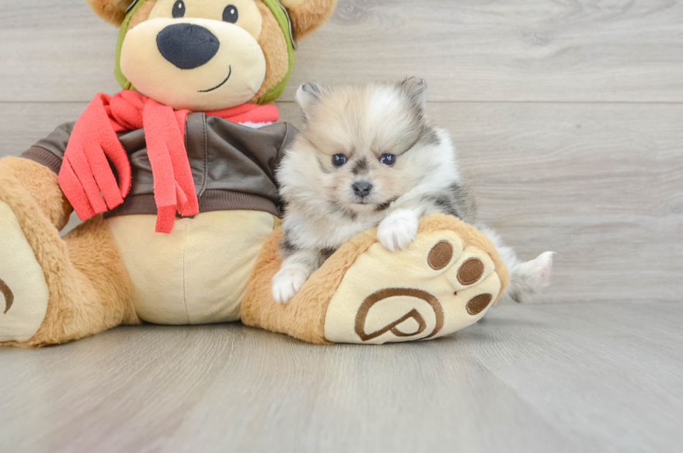 7 week old Pomeranian Puppy For Sale - Pilesgrove Pups