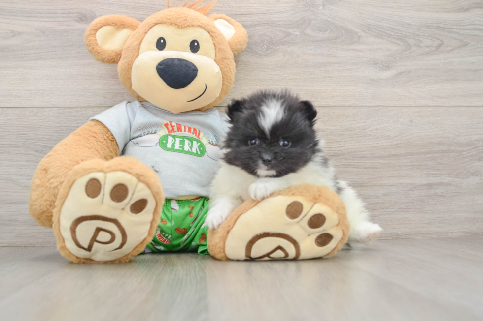 Little Pomeranian Purebred Pup