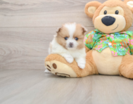 5 week old Pomeranian Puppy For Sale - Pilesgrove Pups