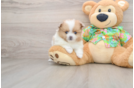 Pomeranian Puppy for Adoption
