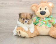 8 week old Pomeranian Puppy For Sale - Pilesgrove Pups