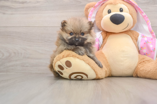 Friendly Pomeranian Baby