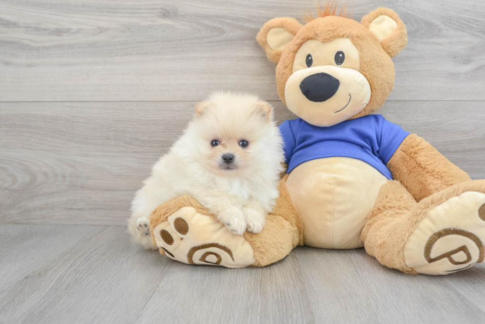 Pomeranian Puppy for Adoption