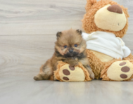 6 week old Pomeranian Puppy For Sale - Pilesgrove Pups