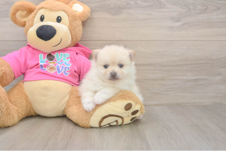 Pomeranian Puppy for Adoption
