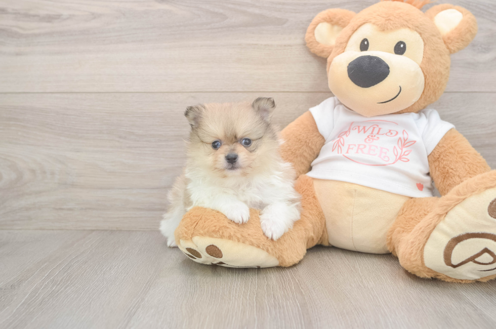 6 week old Pomeranian Puppy For Sale - Pilesgrove Pups