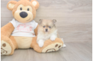 Pomeranian Pup Being Cute