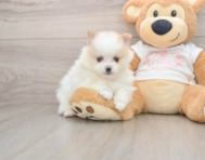 6 week old Pomeranian Puppy For Sale - Pilesgrove Pups