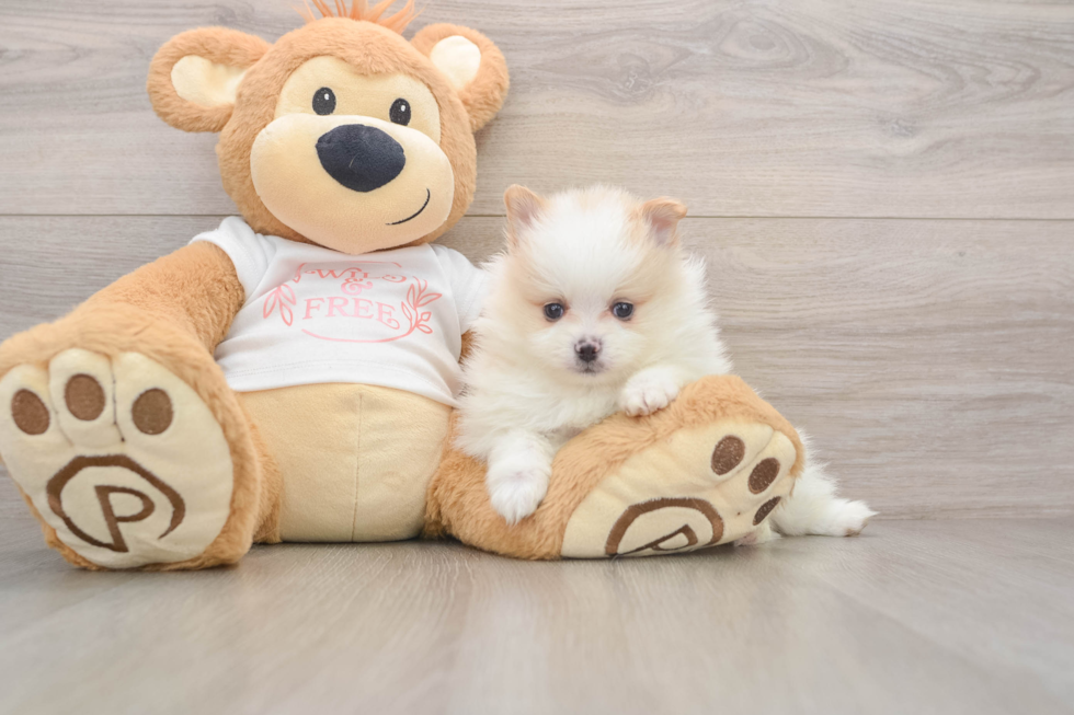 Best Pomeranian Baby