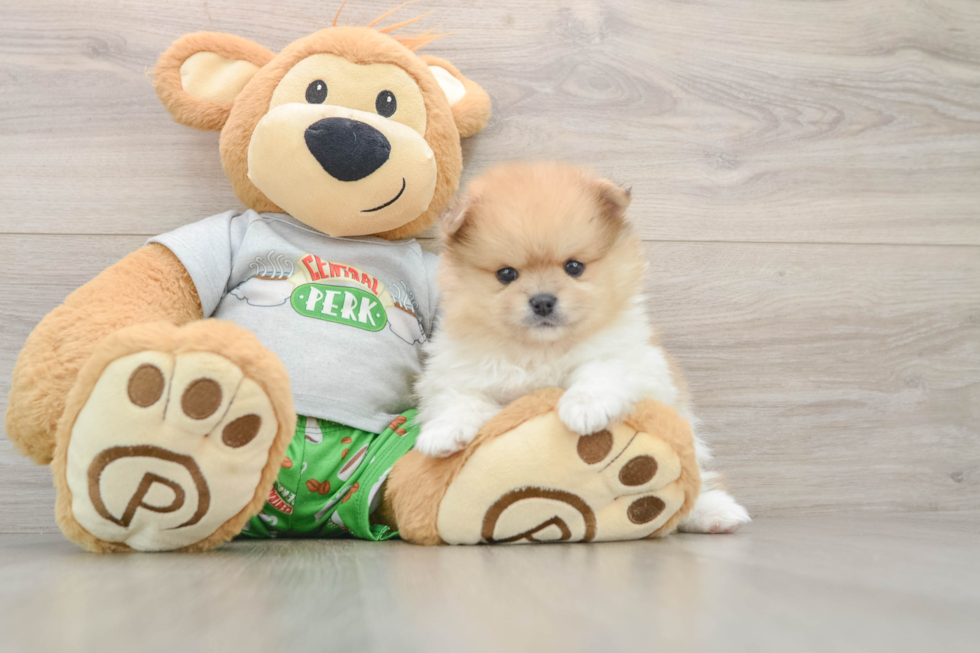 Popular Pomeranian Baby