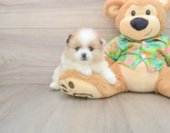 8 week old Pomeranian Puppy For Sale - Pilesgrove Pups