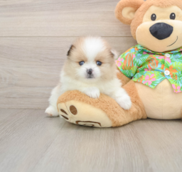 10 week old Pomeranian Puppy For Sale - Pilesgrove Pups