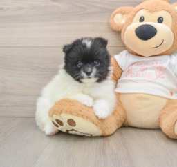 6 week old Pomeranian Puppy For Sale - Pilesgrove Pups
