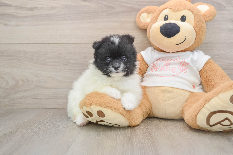 Popular Pomeranian Purebred Pup