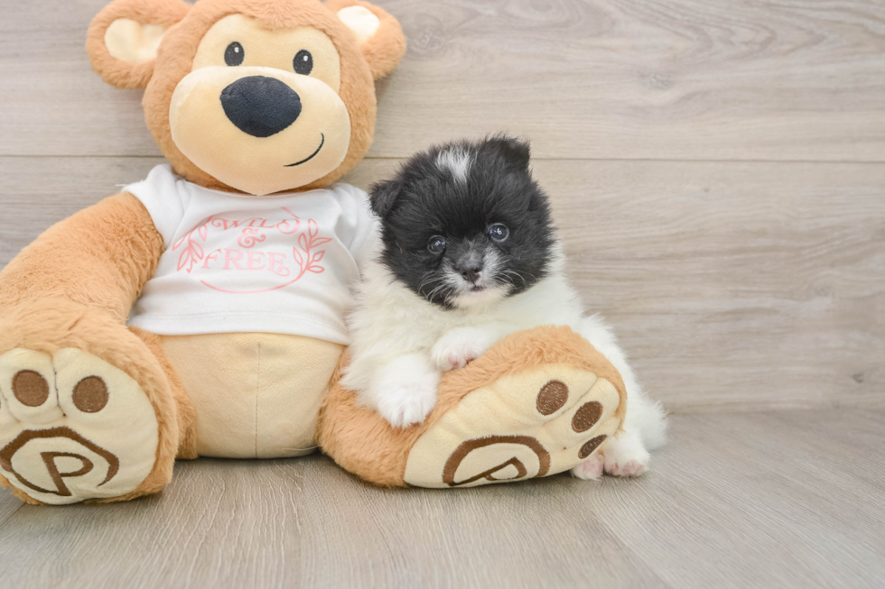 Pomeranian Puppy for Adoption