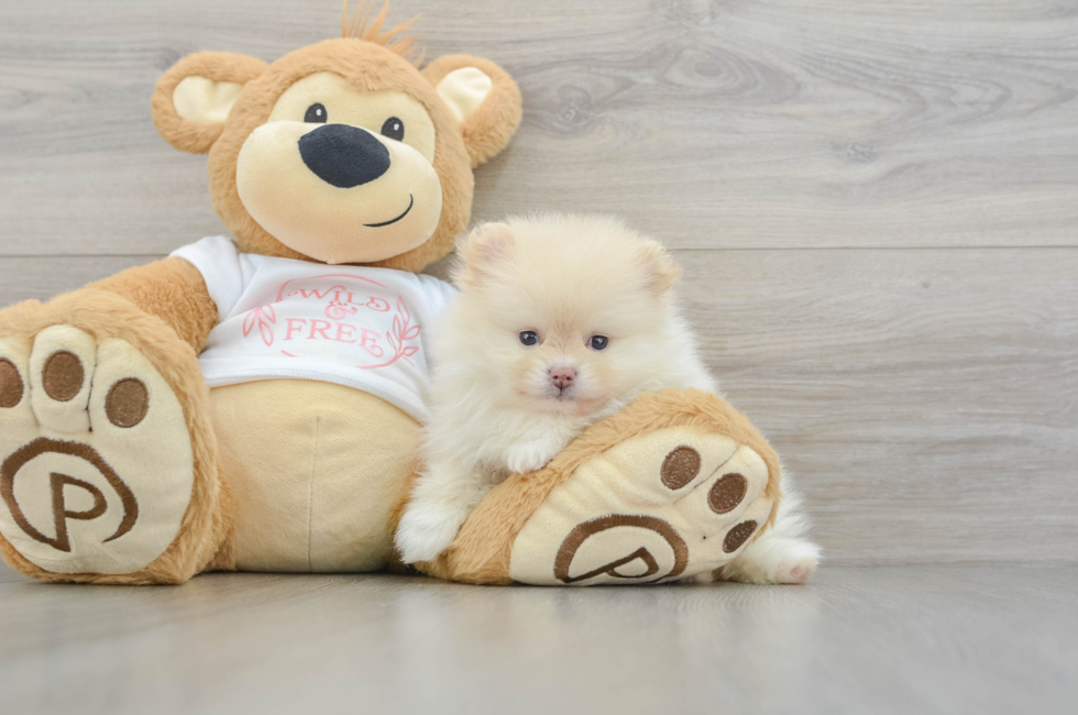 5 week old Pomeranian Puppy For Sale - Pilesgrove Pups