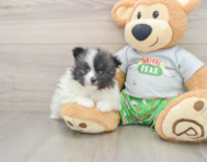 8 week old Pomeranian Puppy For Sale - Pilesgrove Pups