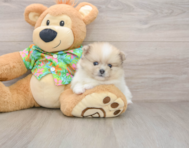 5 week old Pomeranian Puppy For Sale - Pilesgrove Pups