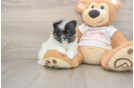 Pomeranian Pup Being Cute