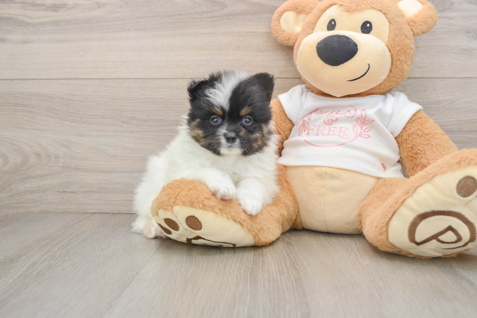 Pomeranian Pup Being Cute