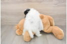 Energetic Pom Pom Purebred Puppy