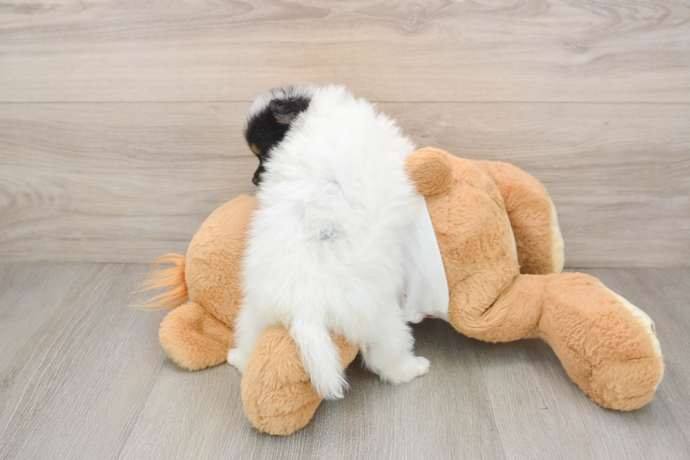 Energetic Pom Pom Purebred Puppy
