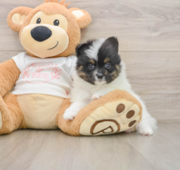 7 week old Pomeranian Puppy For Sale - Pilesgrove Pups