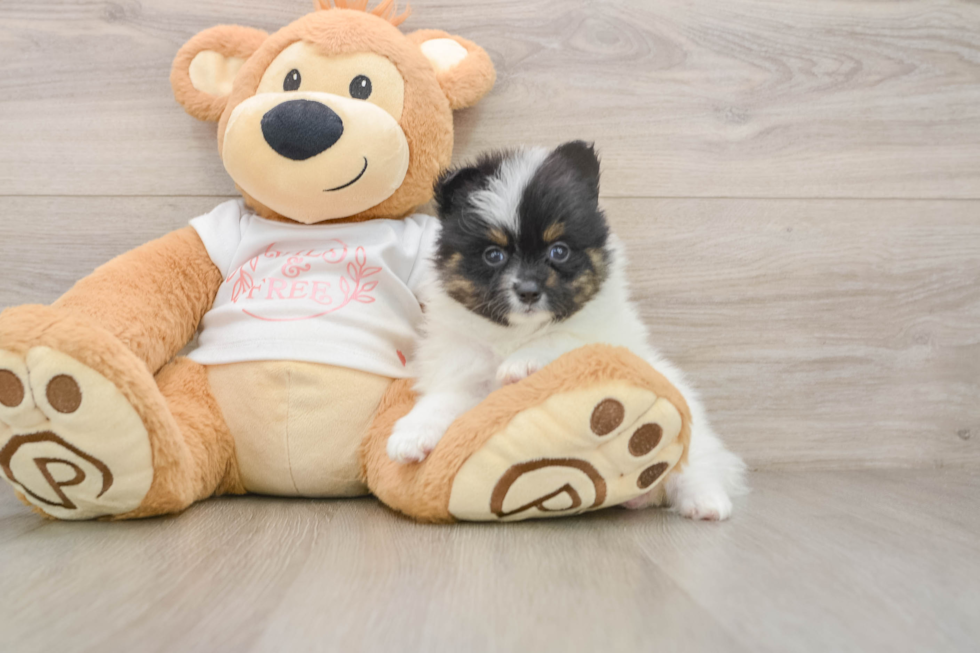 Adorable Loulou Purebred Puppy