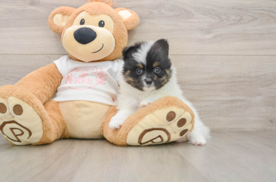 Adorable Loulou Purebred Puppy