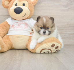 6 week old Pomeranian Puppy For Sale - Pilesgrove Pups
