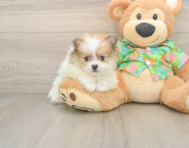 8 week old Pomeranian Puppy For Sale - Pilesgrove Pups