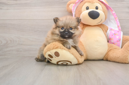 Best Pomeranian Baby