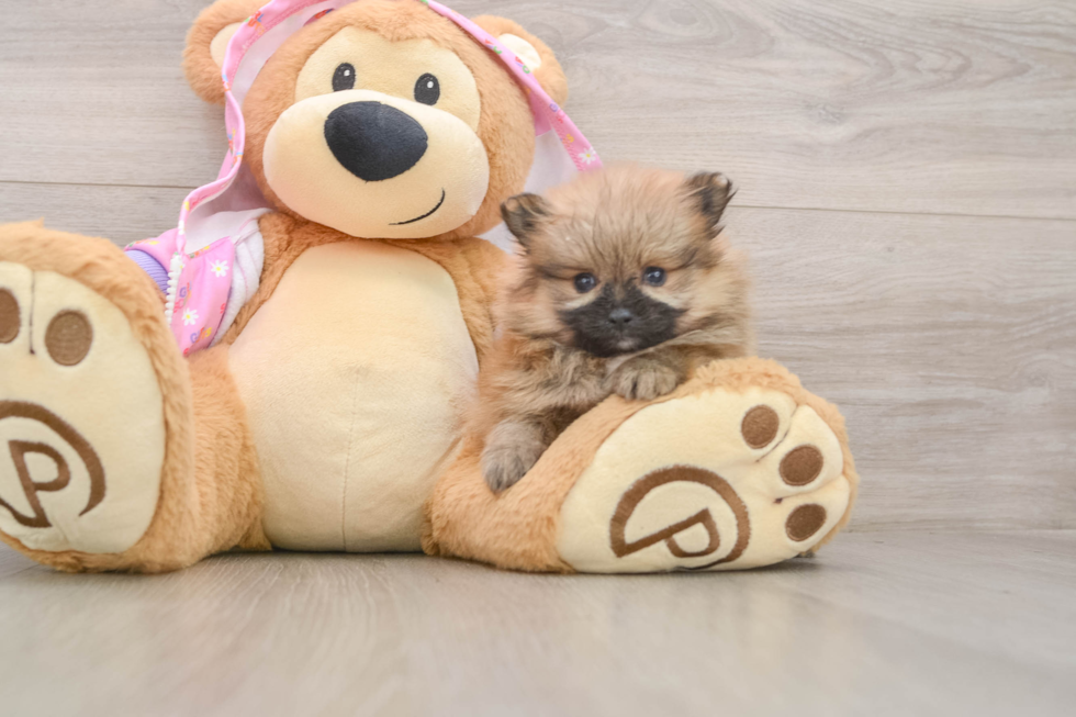 Pomeranian Pup Being Cute