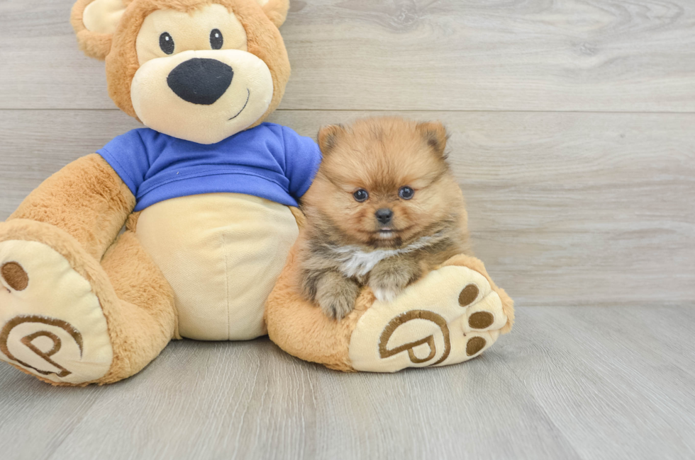 6 week old Pomeranian Puppy For Sale - Pilesgrove Pups