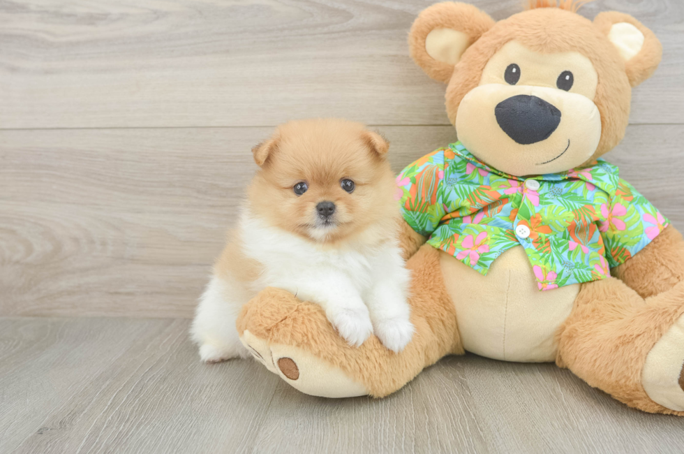 5 week old Pomeranian Puppy For Sale - Pilesgrove Pups