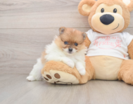 7 week old Pomeranian Puppy For Sale - Pilesgrove Pups