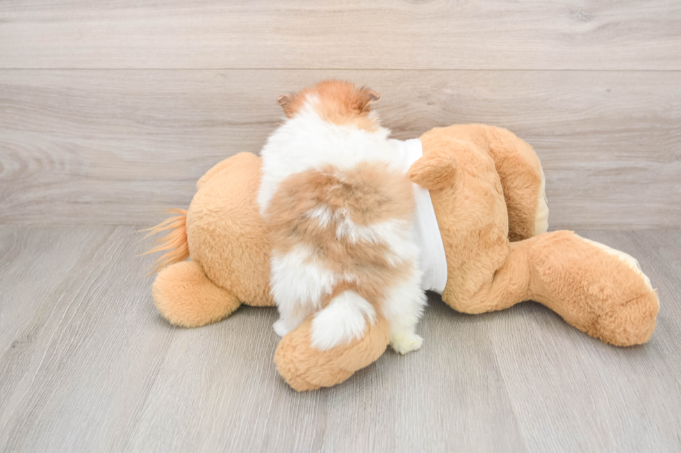 Best Pomeranian Baby