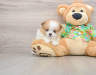 5 week old Pomeranian Puppy For Sale - Pilesgrove Pups