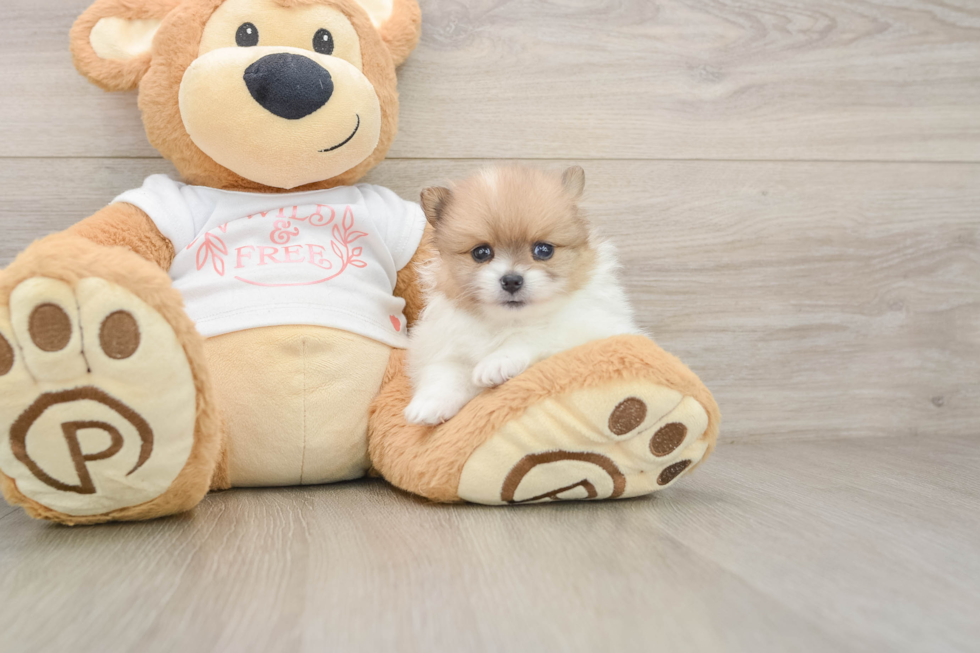 Best Pomeranian Baby