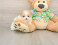 9 week old Pomeranian Puppy For Sale - Pilesgrove Pups